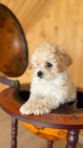 Немовірні хлопчики мальтіпу