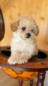 Немовірні хлопчики мальтіпу