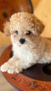 Немовірні хлопчики мальтіпу