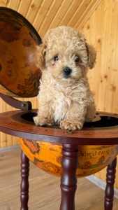 Немовірні хлопчики мальтіпу