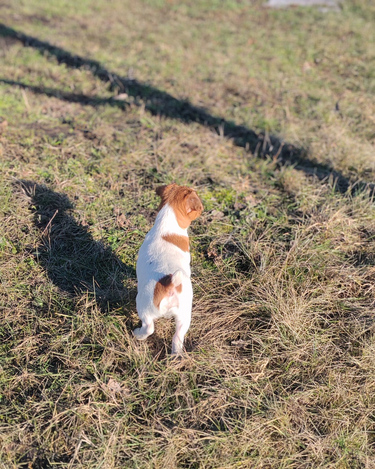 Цуценя Джек рассел тер'єр