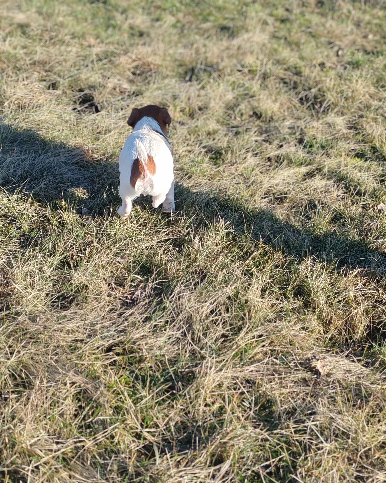 Цуценя Джек рассел тер'єр