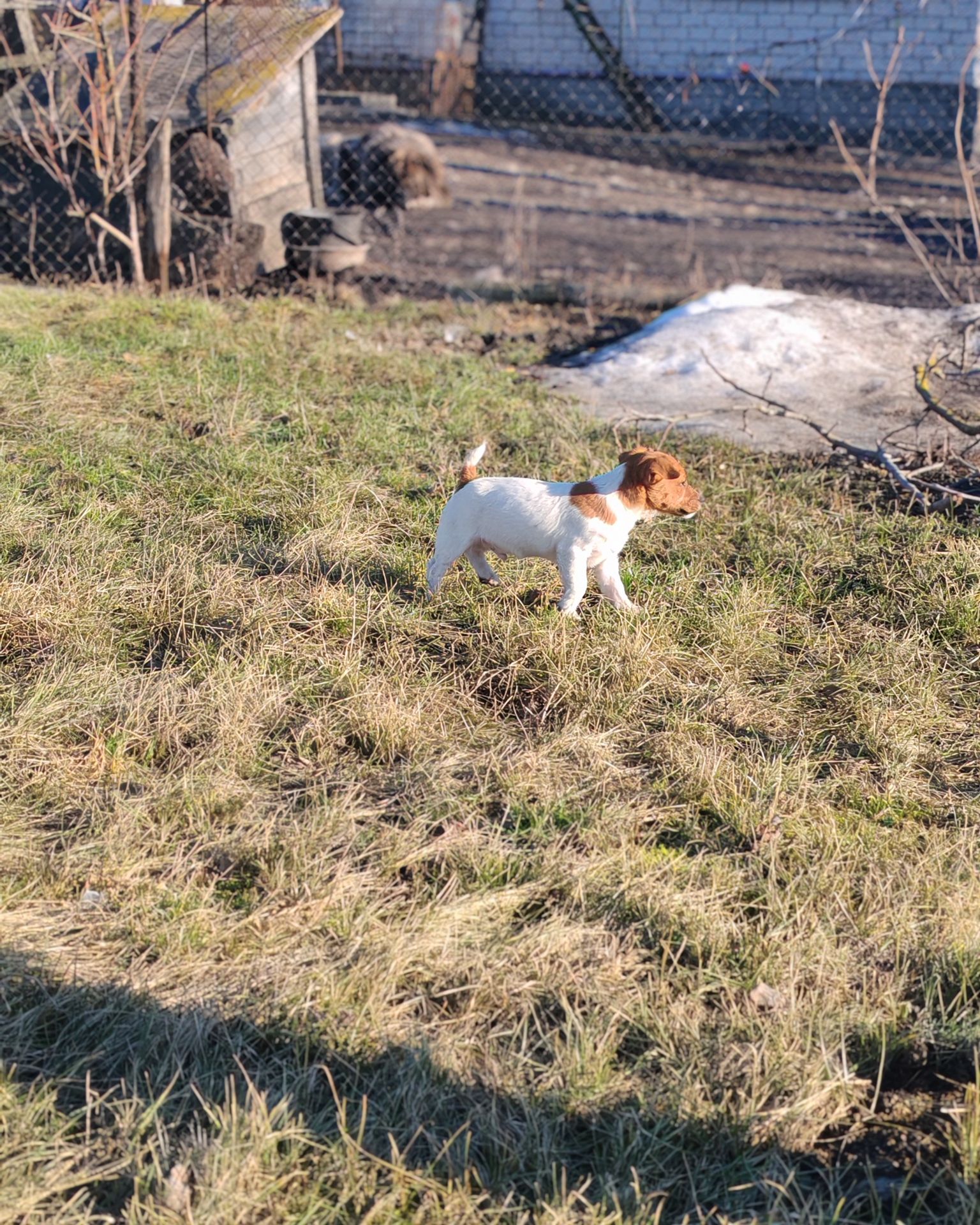 Цуценя Джек рассел тер'єр