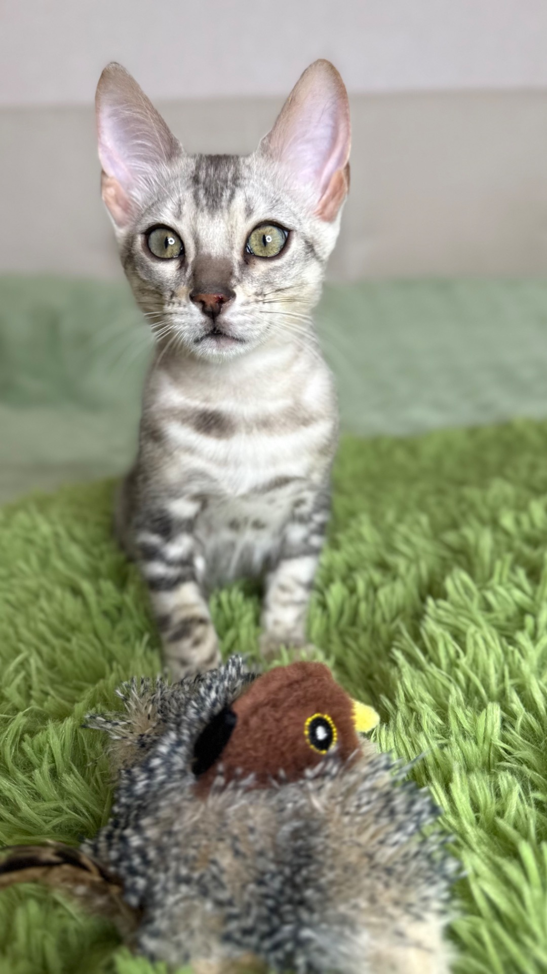 Кошеня срібло бенгал