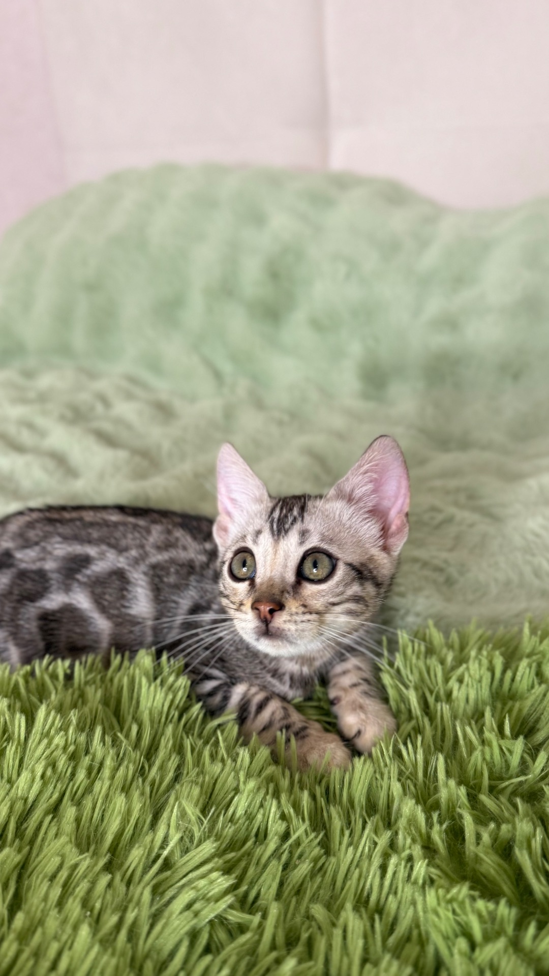 Кошеня срібло бенгал