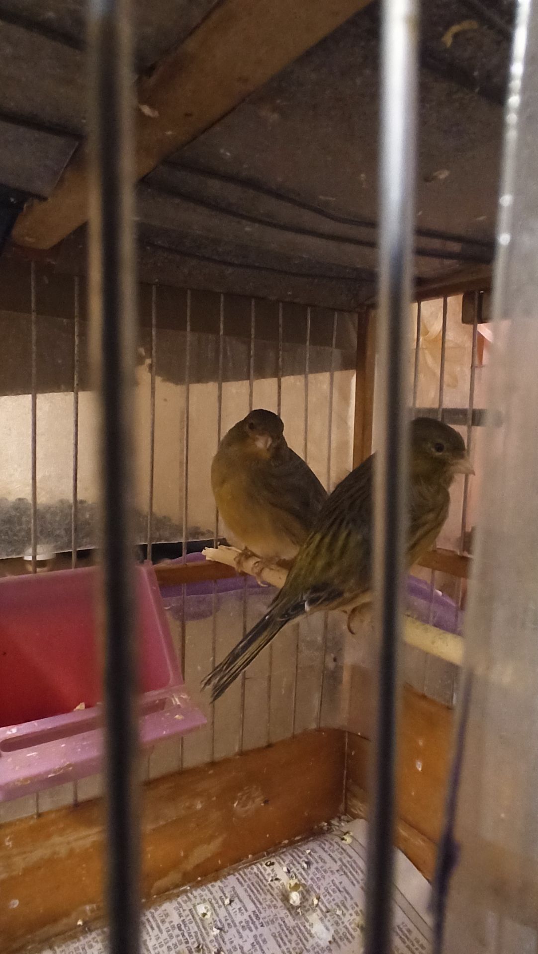 Кенары молодые