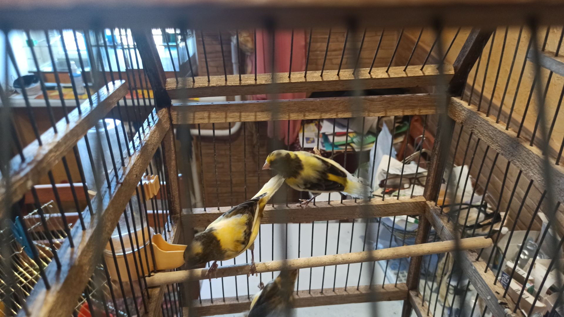 Кенары молодые