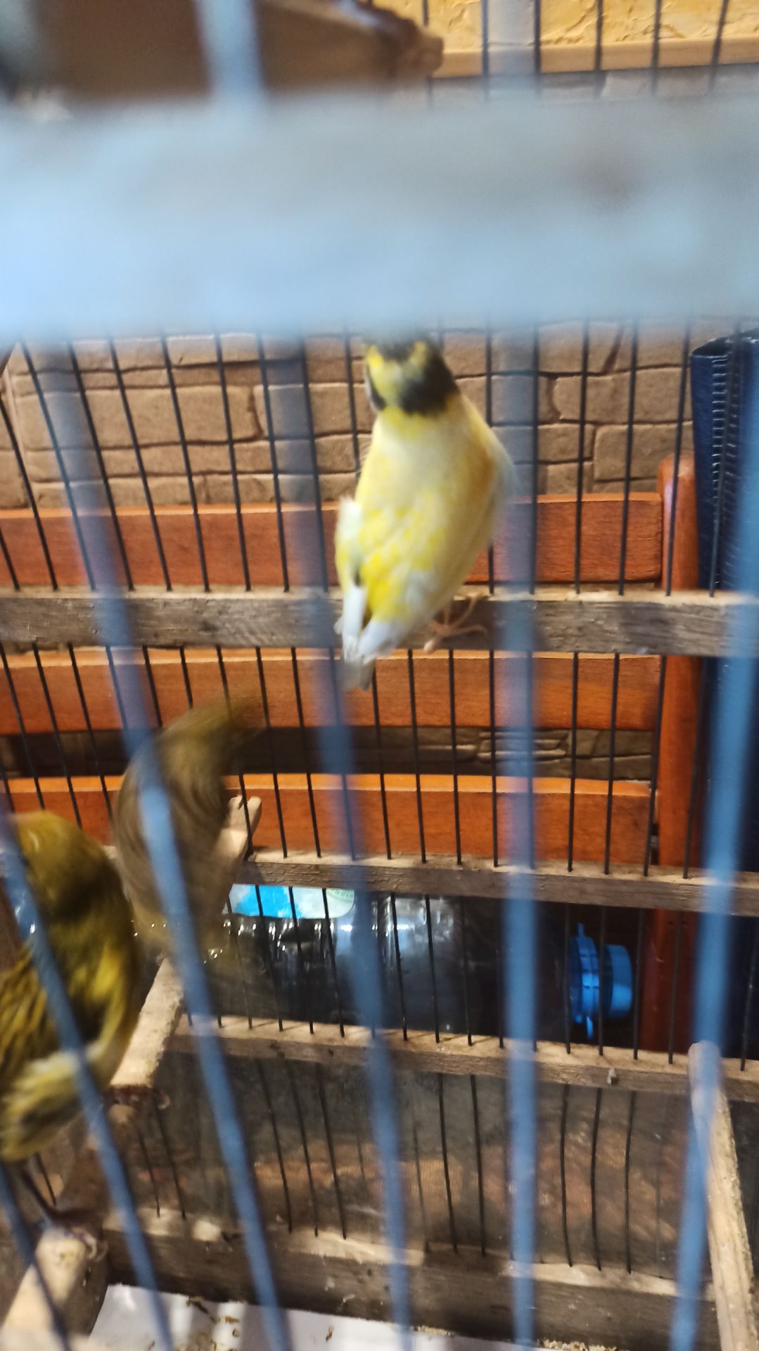 Кенары молодые