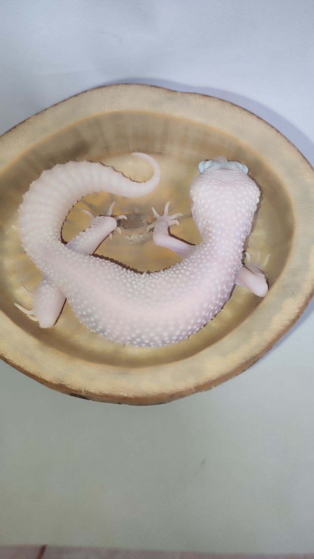 Самка еублефара у продажу