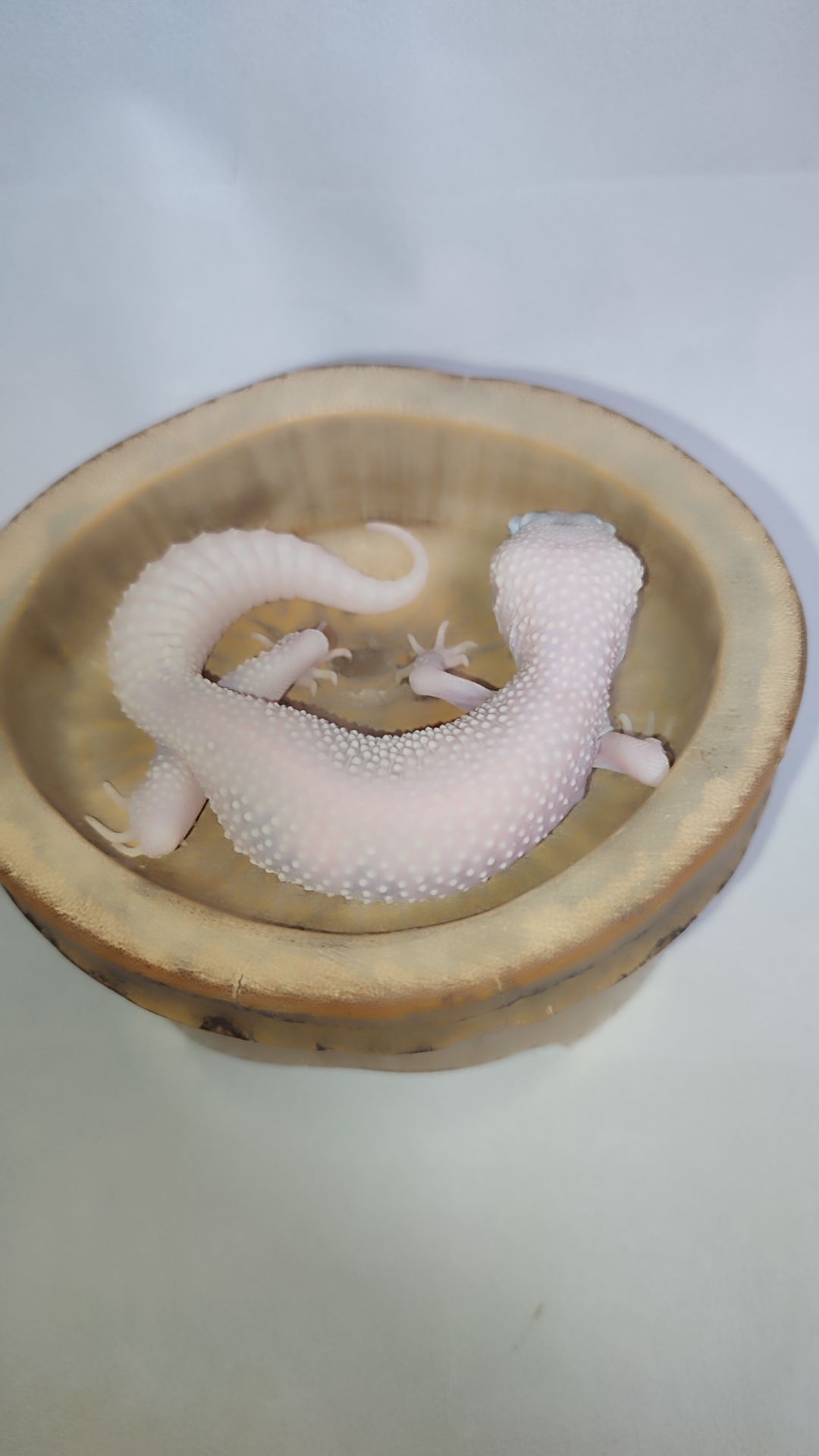 Самка еублефара у продажу