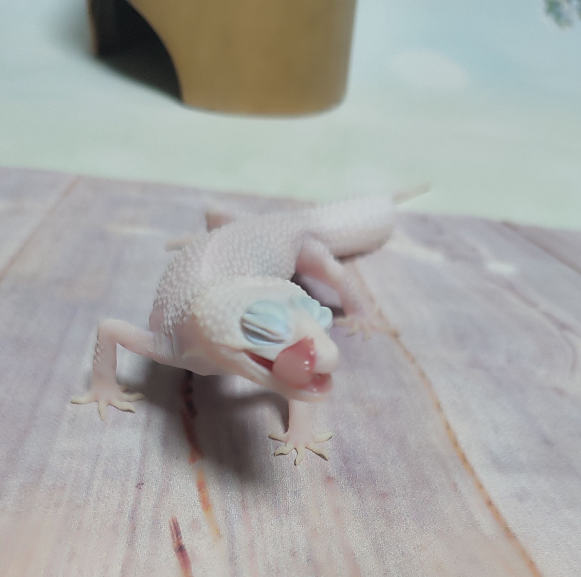 Самка еублефара у продажу