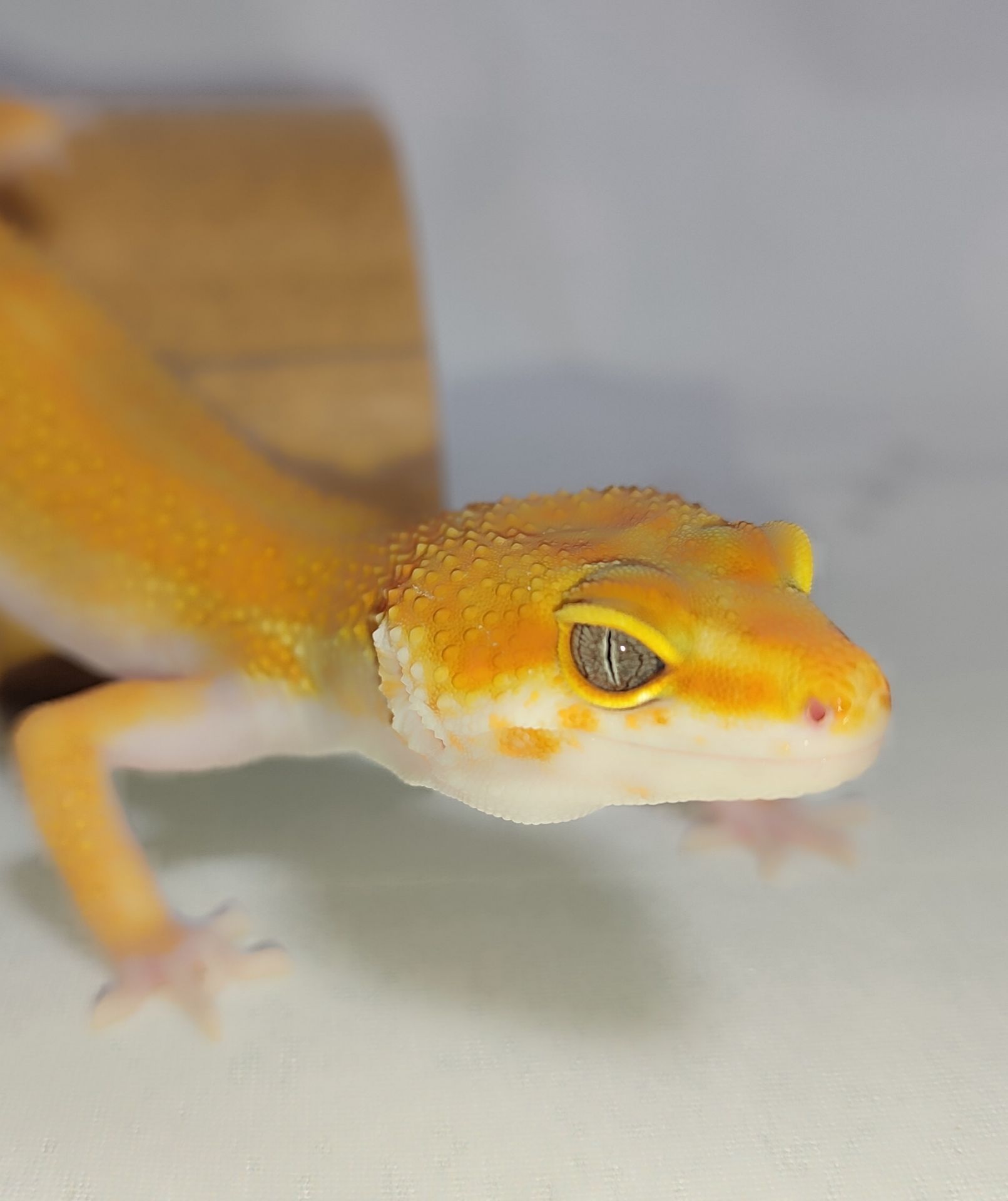 Продам еублефара