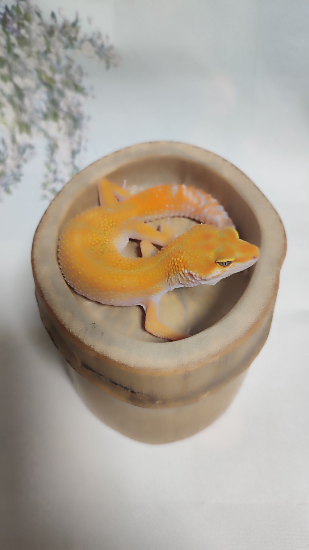 Продам еублефара