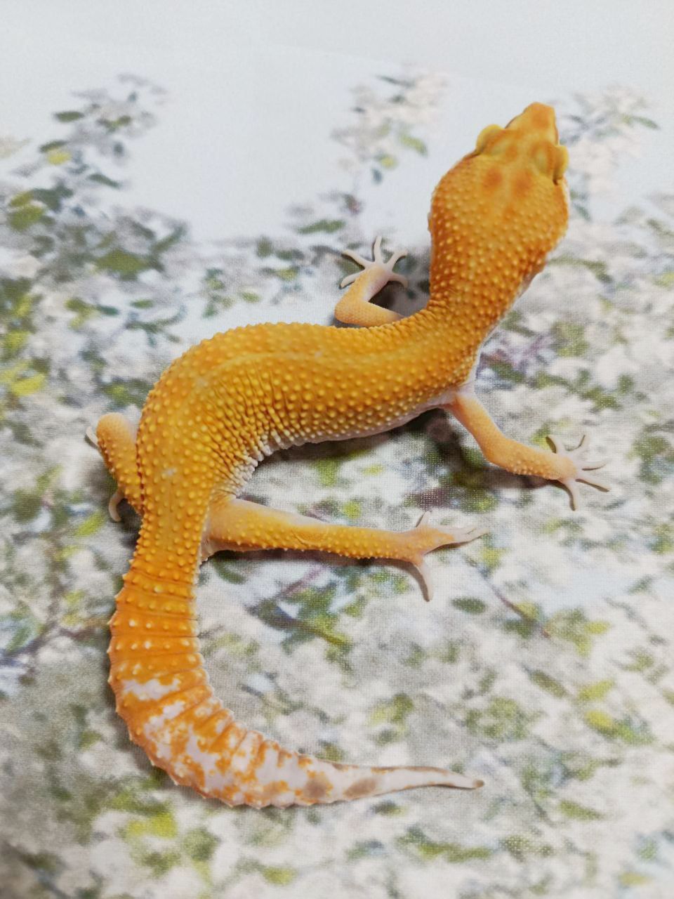 Продам еублефара