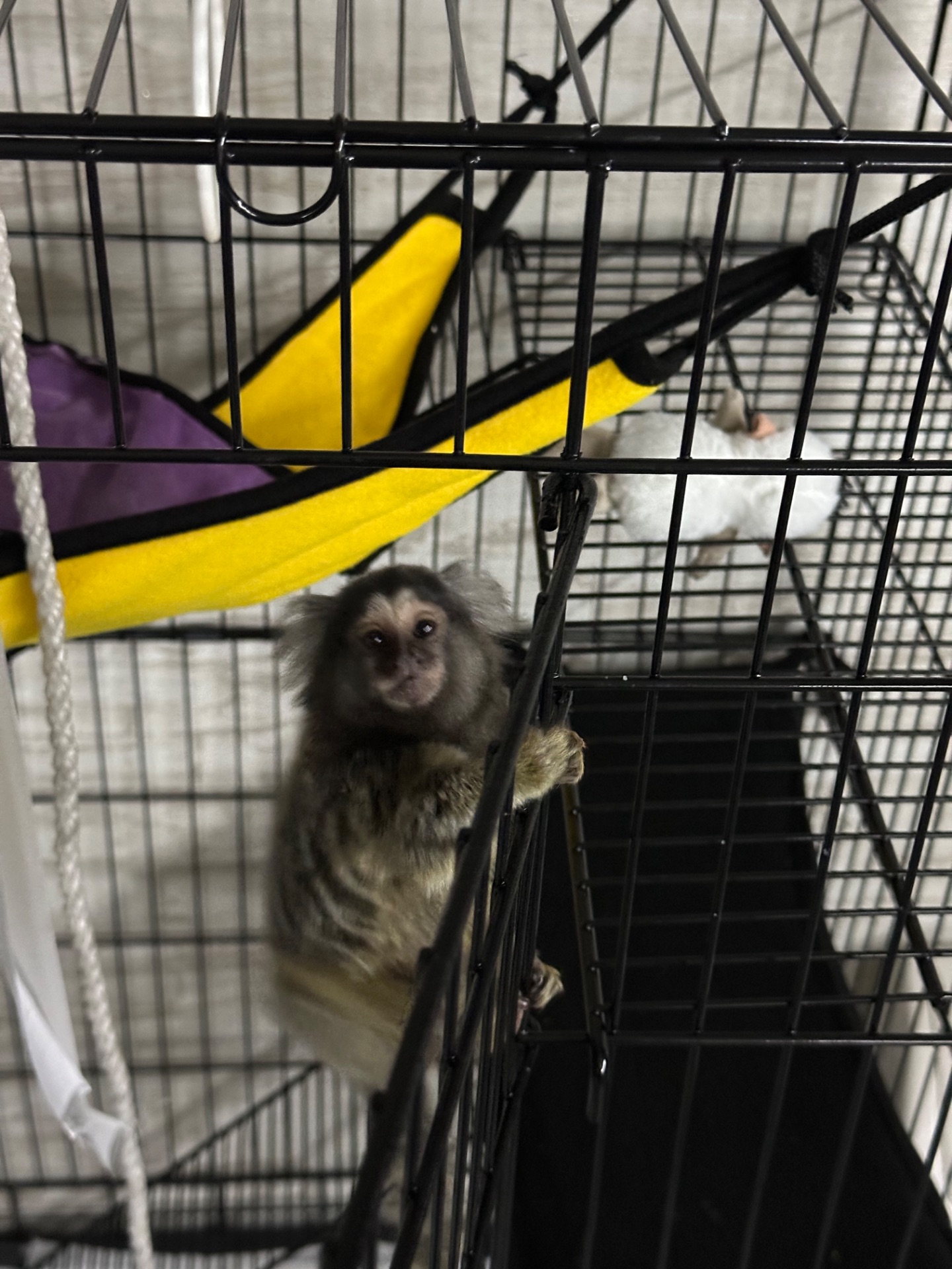 Обезьянка мармозетка