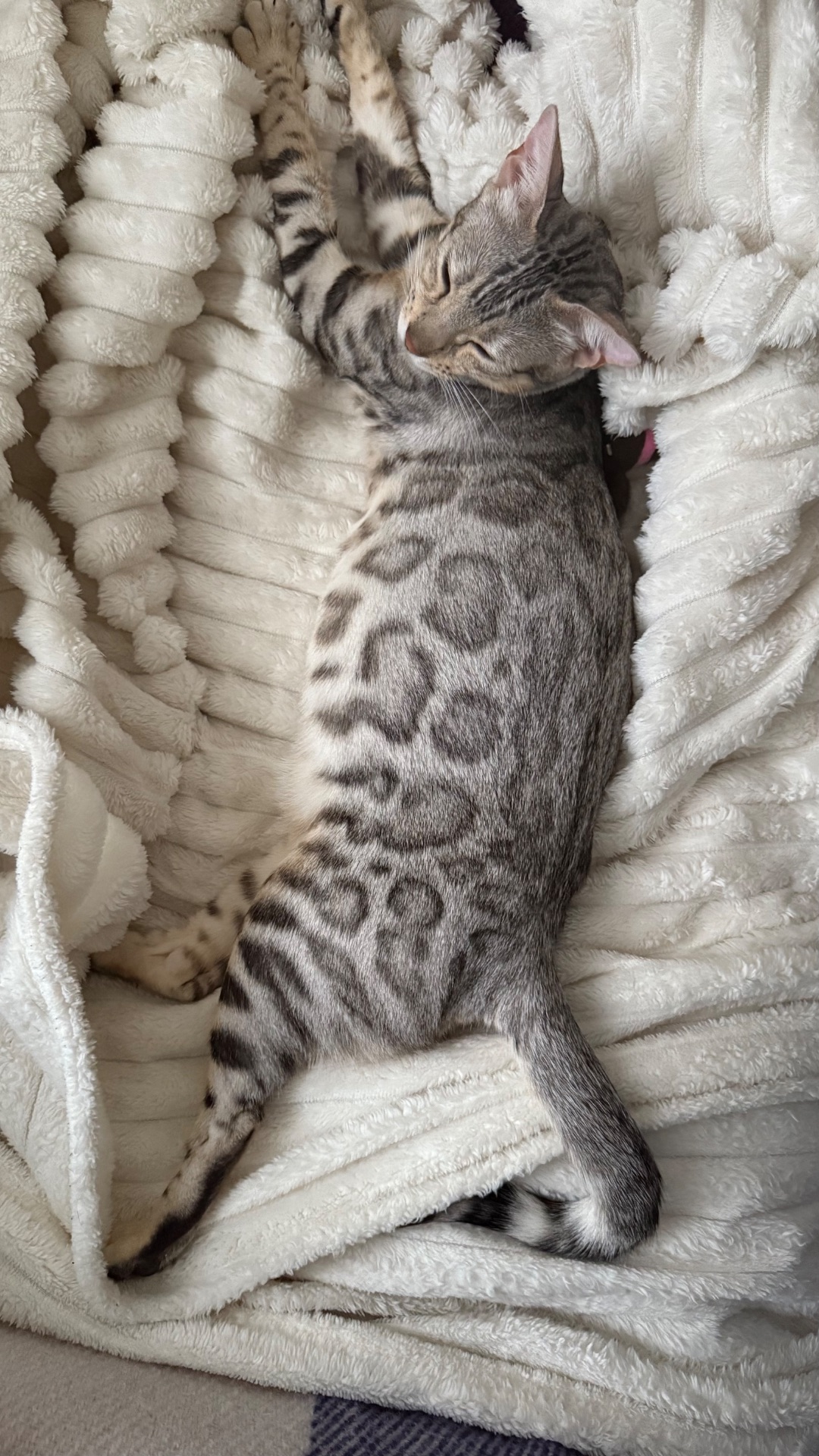 Кошеня срібло бенгал