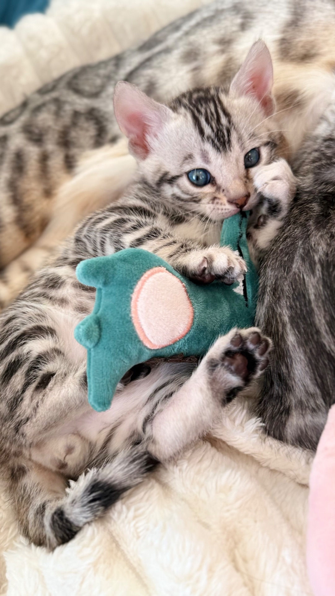 Кошеня срібло бенгал