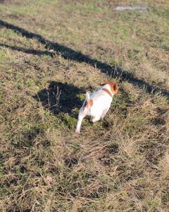 Цуценя Джек рассел тер'єр