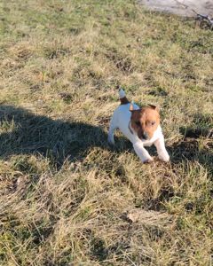 Цуценя Джек рассел тер'єр