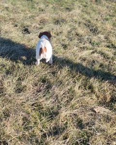 Цуценя Джек рассел тер'єр