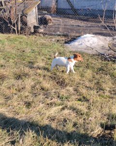 Цуценя Джек рассел тер'єр