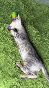 Кошеня срібло бенгал