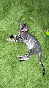 Кошеня срібло бенгал