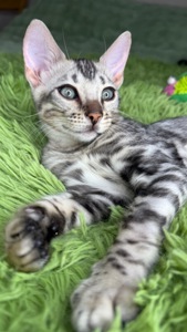 Кошеня срібло бенгал