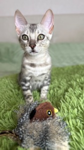 Кошеня срібло бенгал