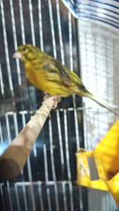 Кенары молодые