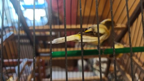 Кенары молодые