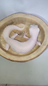 Самка еублефара у продажу