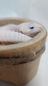 Самка еублефара у продажу