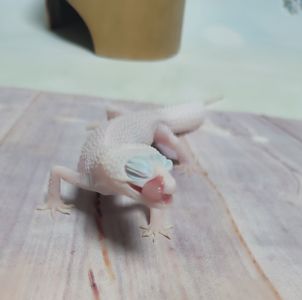 Самка еублефара у продажу