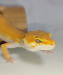 Продам еублефара