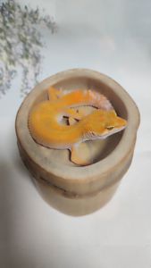 Продам еублефара