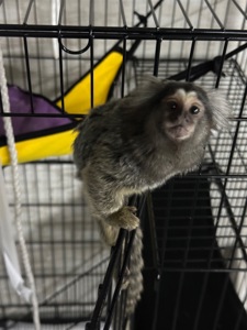 Обезьянка мармозетка