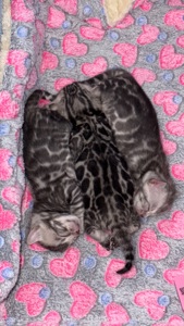 Кошеня срібло бенгал