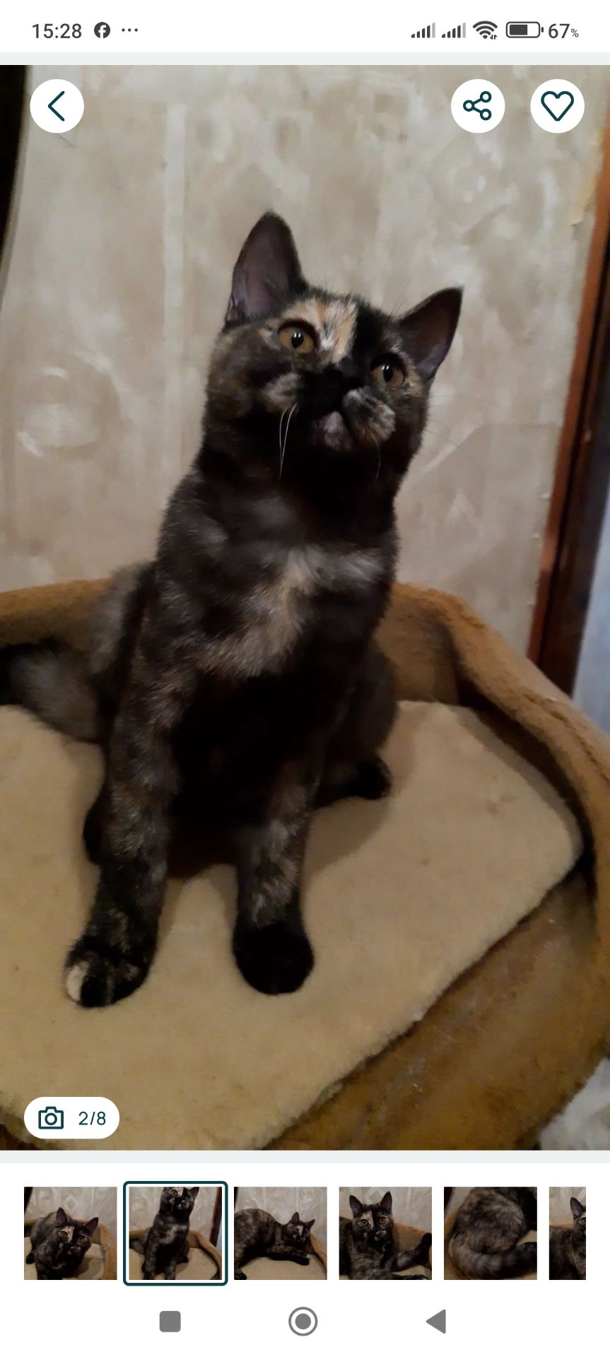 Шотландська дівчинка з черепаховим забарвленням