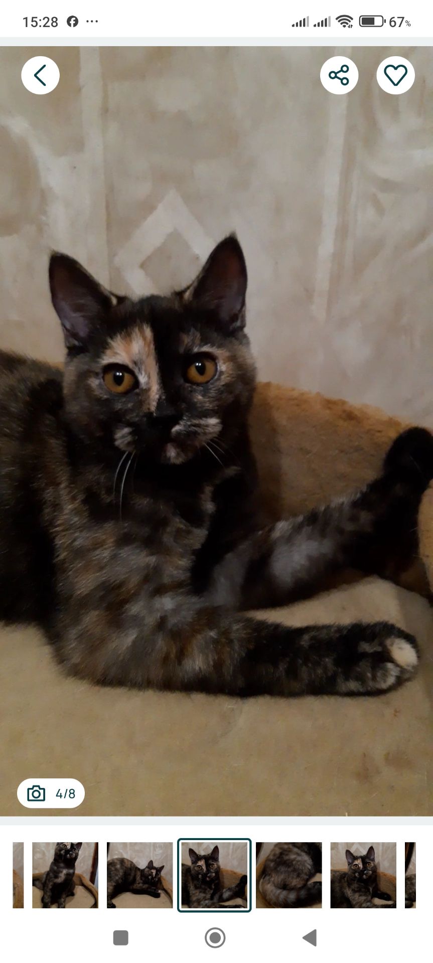 Шотландська дівчинка з черепаховим забарвленням