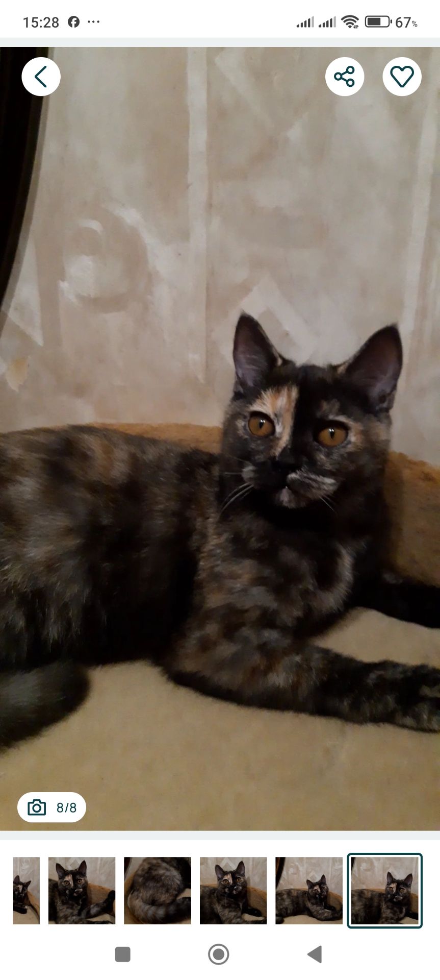 Шотландська дівчинка з черепаховим забарвленням