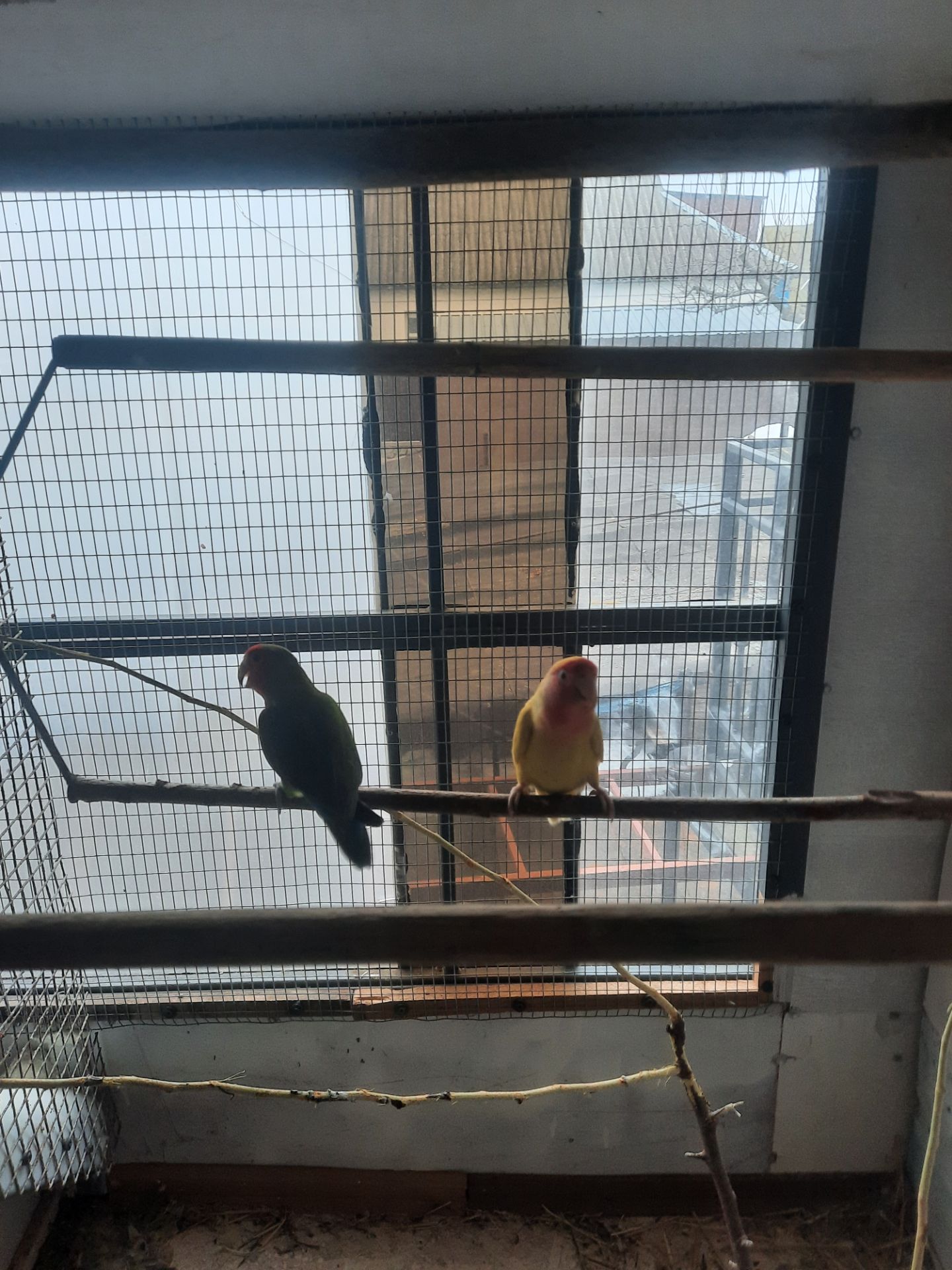 Папуги нерозлучники