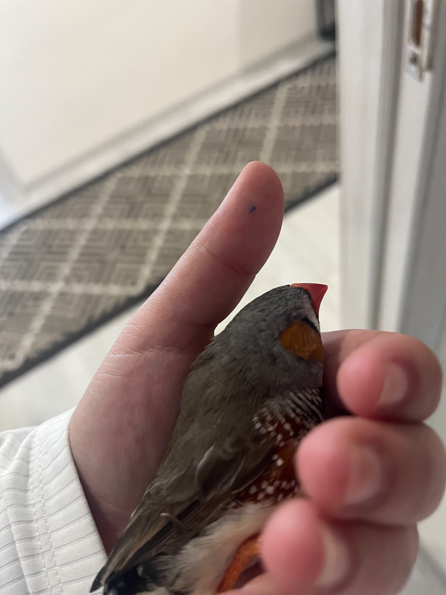 Амадин Зебровий