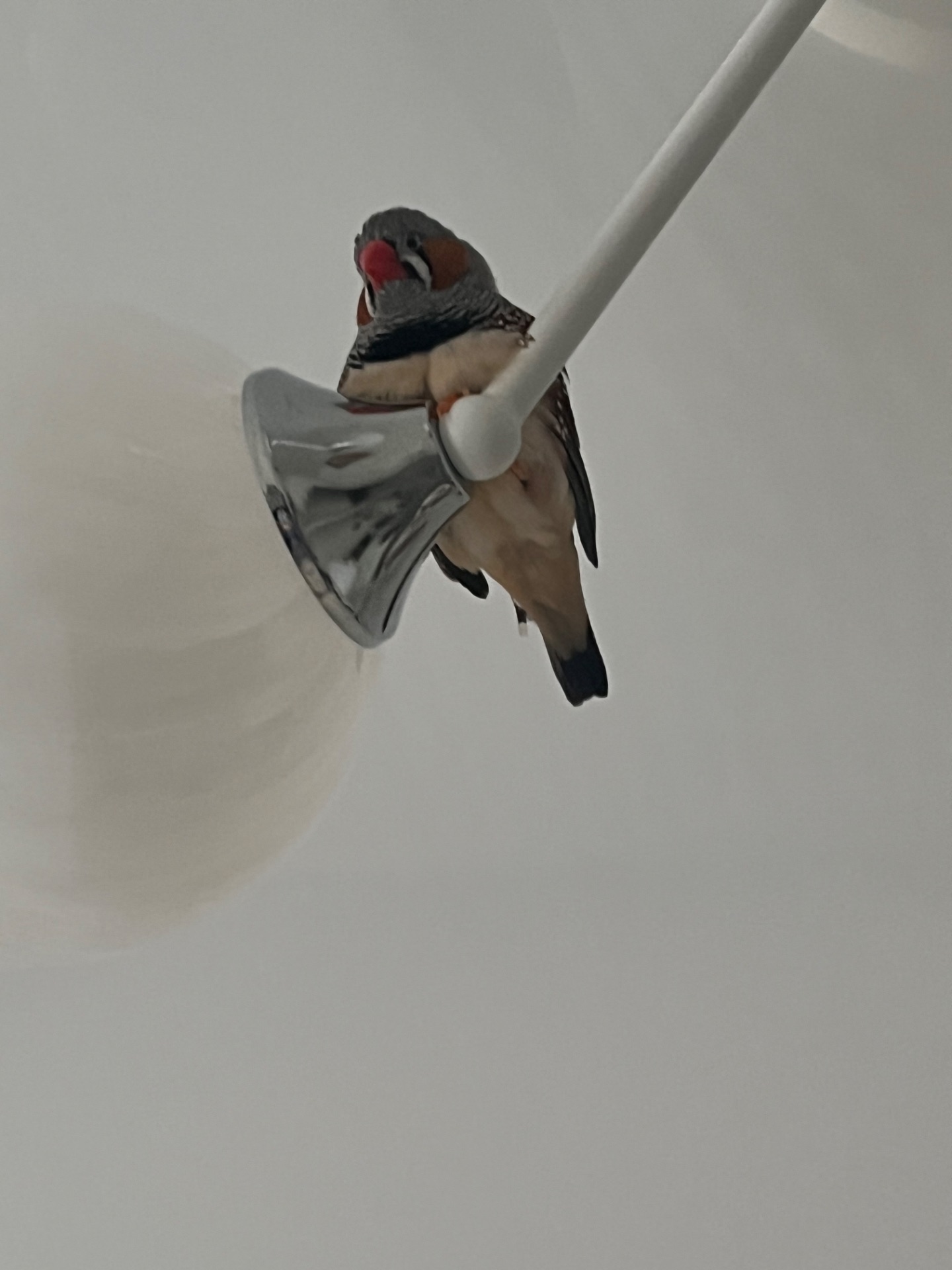 Амадин Зебровий