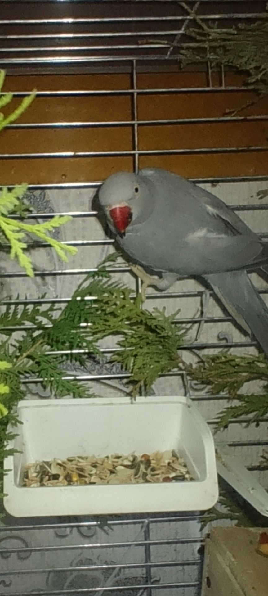 Самочка Ожерелка