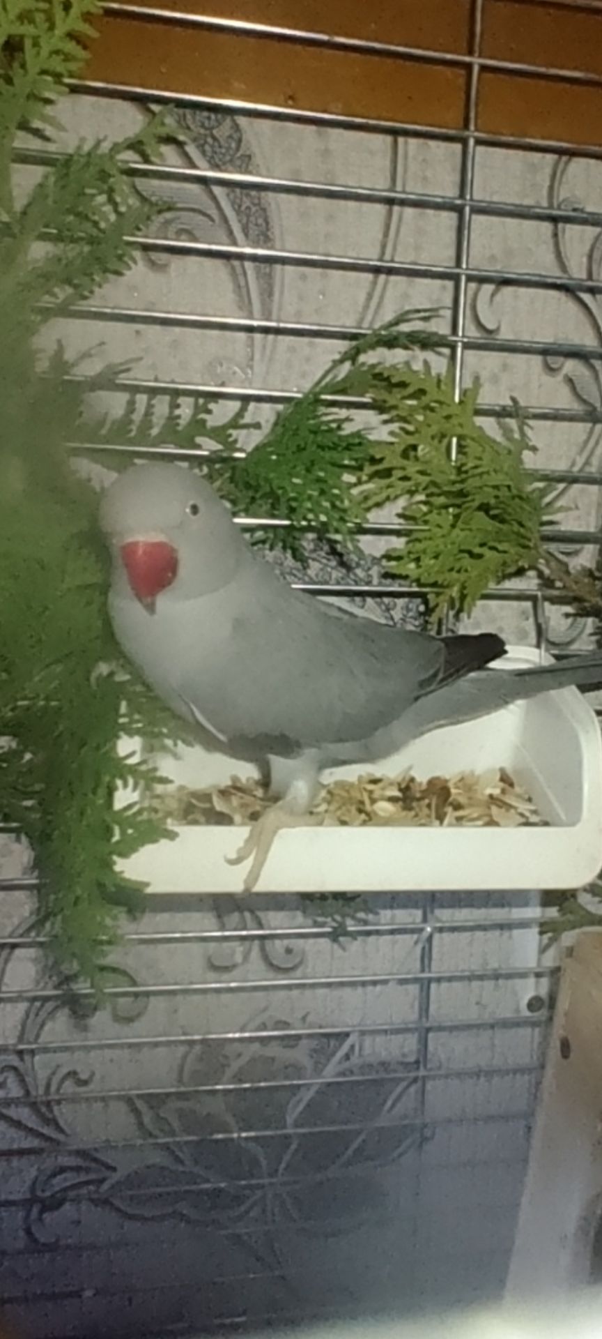 Самочка Ожерелка