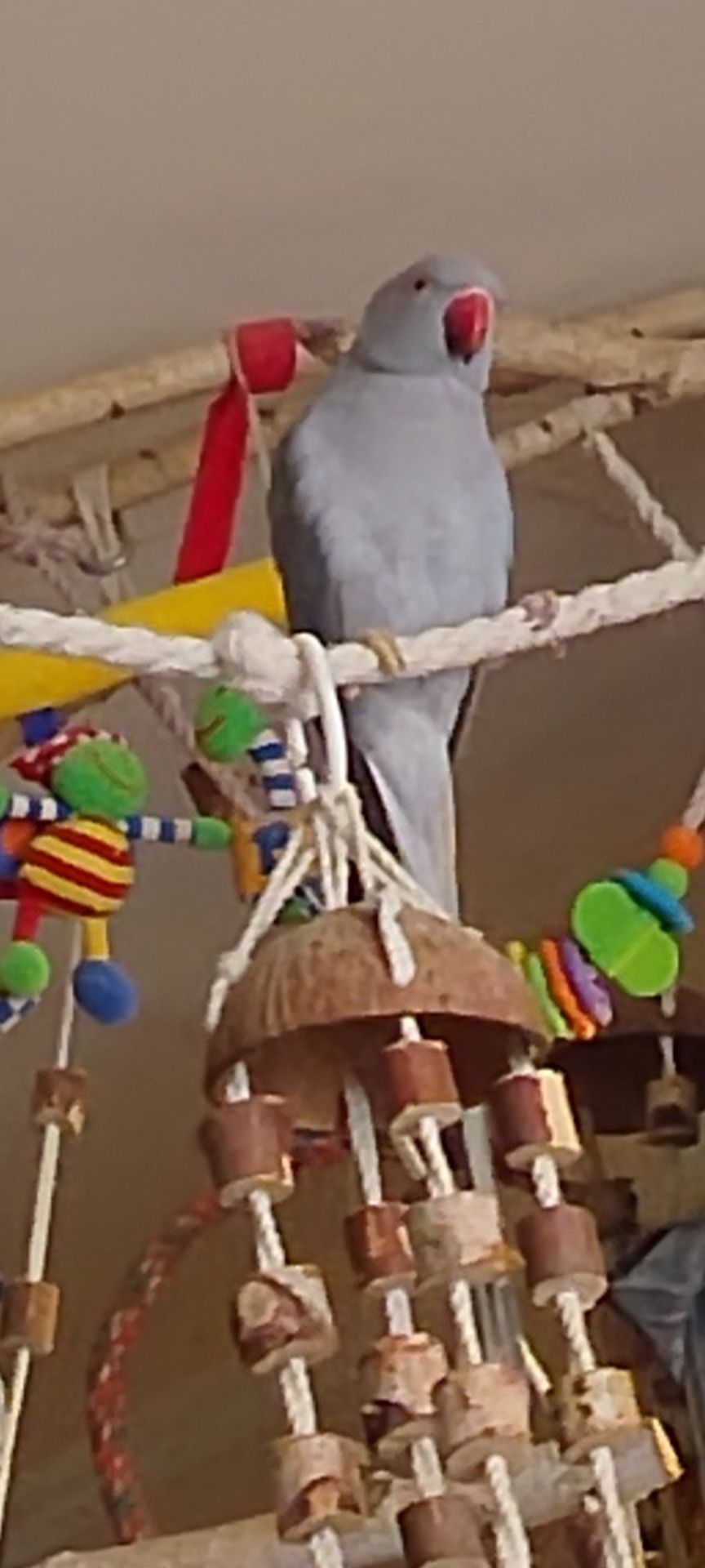 Самочка Ожерелка