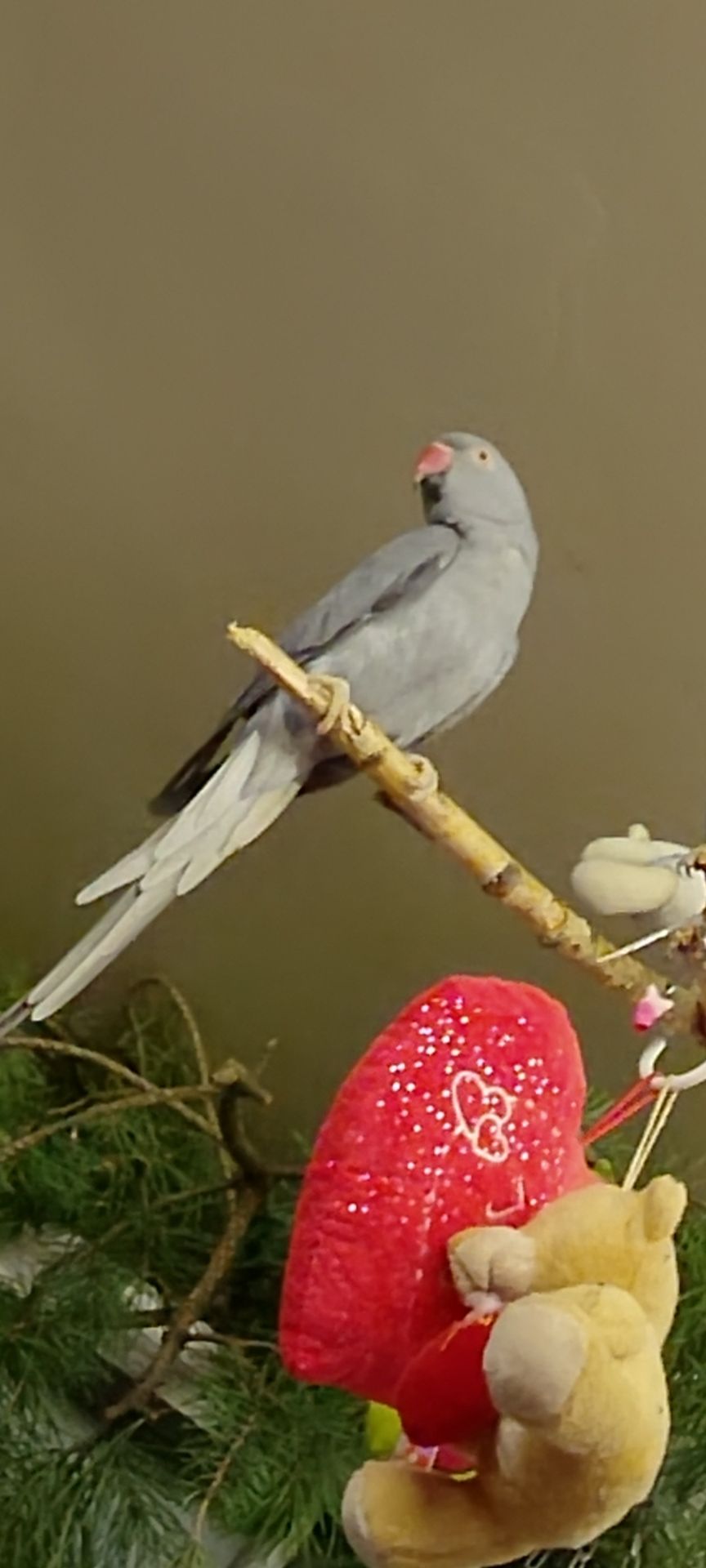 Самочка Ожерелка