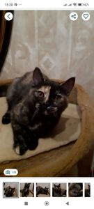 Шотландська дівчинка з черепаховим забарвленням