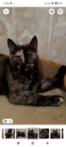 Шотландська дівчинка з черепаховим забарвленням